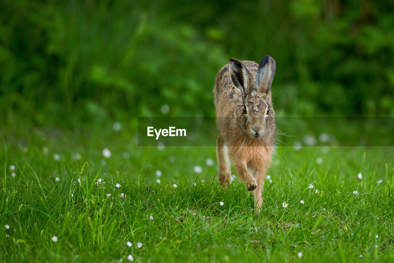 Close-up of hare on grassy field