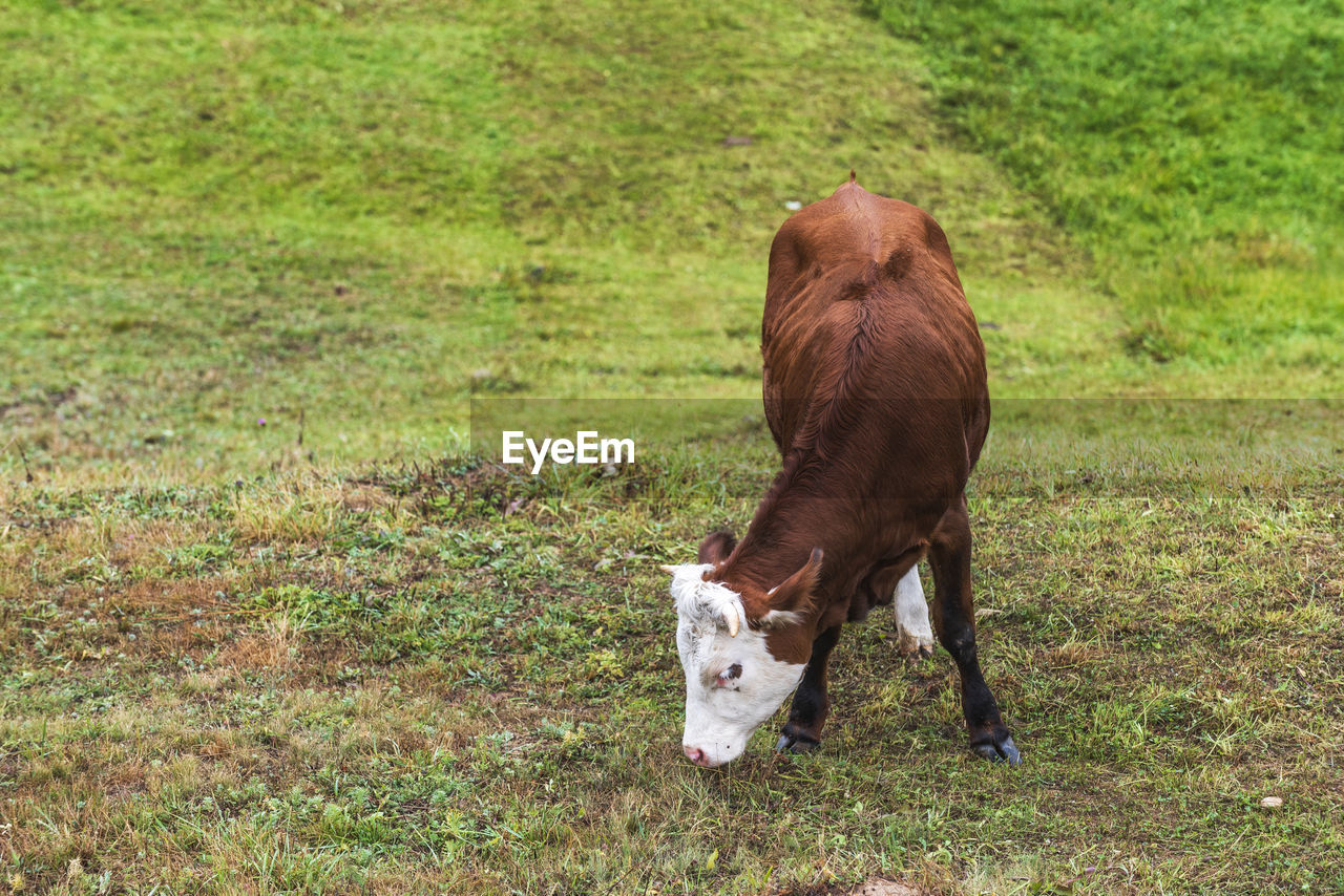 HORSE ON FIELD