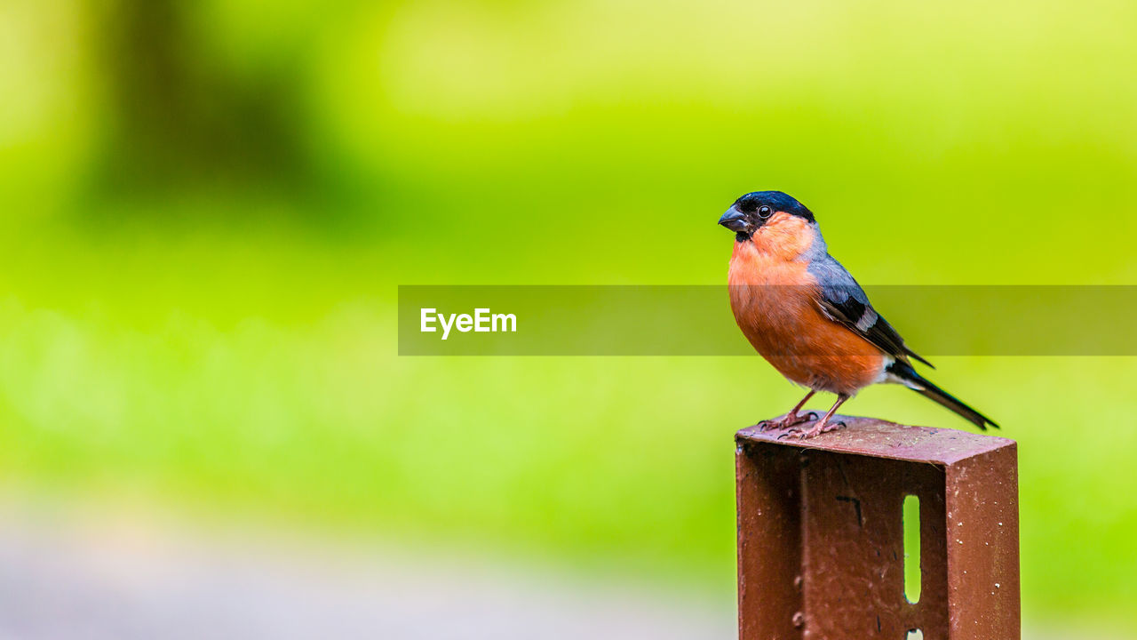 Eurasian bullfinch bird standing on a metal post with a blurred green background. space for text