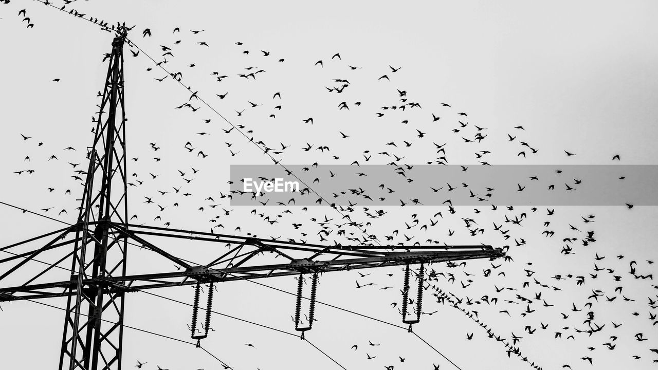 Low angle view of birds flying against sky