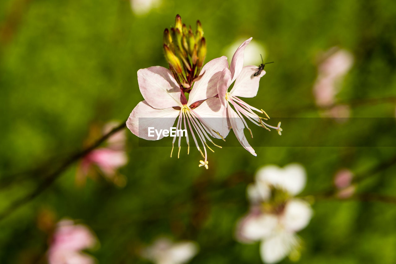 Close-up of white flowers blooming outdoors