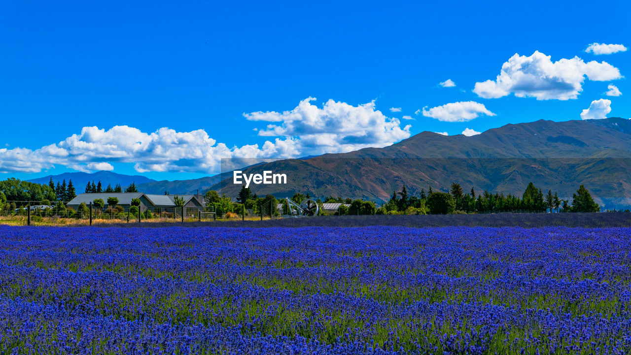 plant, landscape, flower, flowering plant, beauty in nature, scenics - nature, mountain, environment, land, sky, nature, blue, field, meadow, grassland, freshness, purple, tranquil scene, no people, tranquility, mountain range, cloud, rural scene, tree, growth, travel destinations, plain, plateau, horizon, outdoors, agriculture, idyllic, non-urban scene, springtime, day, prairie, travel, lavender, wildflower, blossom, farm, water
