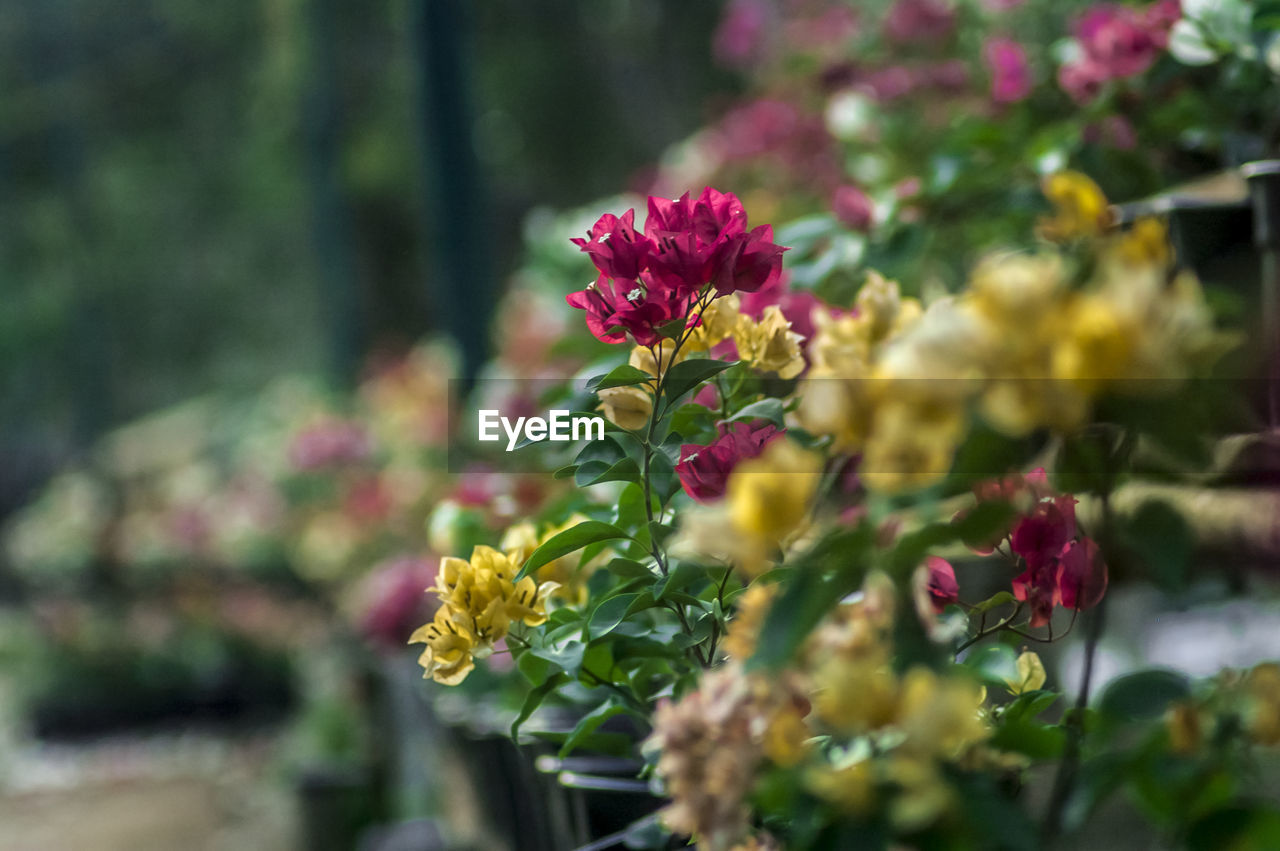 CLOSE-UP OF FLOWERS AGAINST BLURRED BACKGROUND