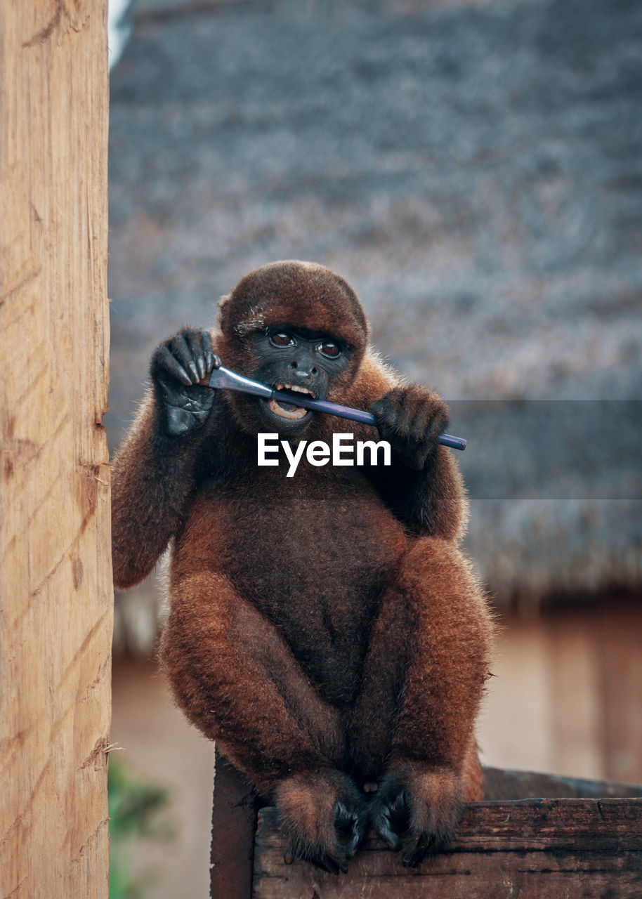 Close-up of monkey sitting on wood chewing a brush