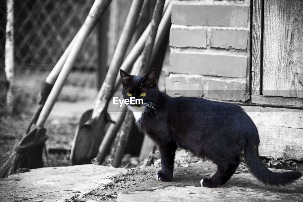 SIDE VIEW OF A CAT LOOKING AWAY