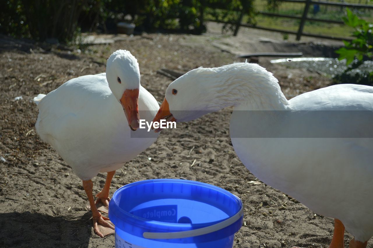 Close-up of geese