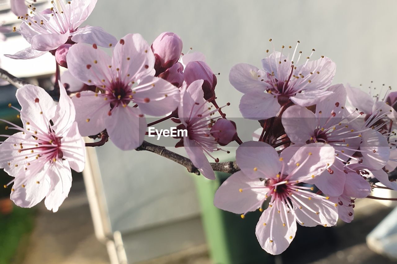 Close-up of cherry blossoms