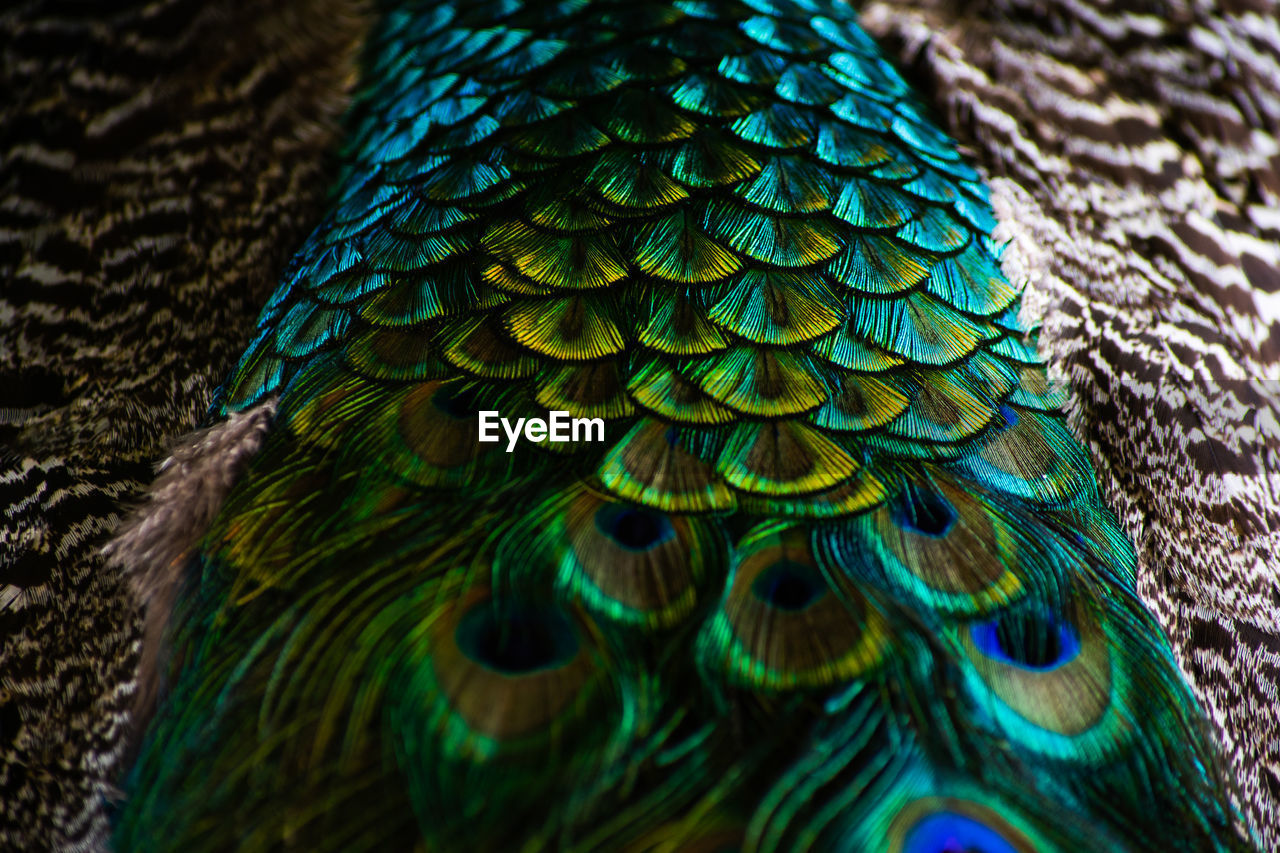 Close-up of peacock