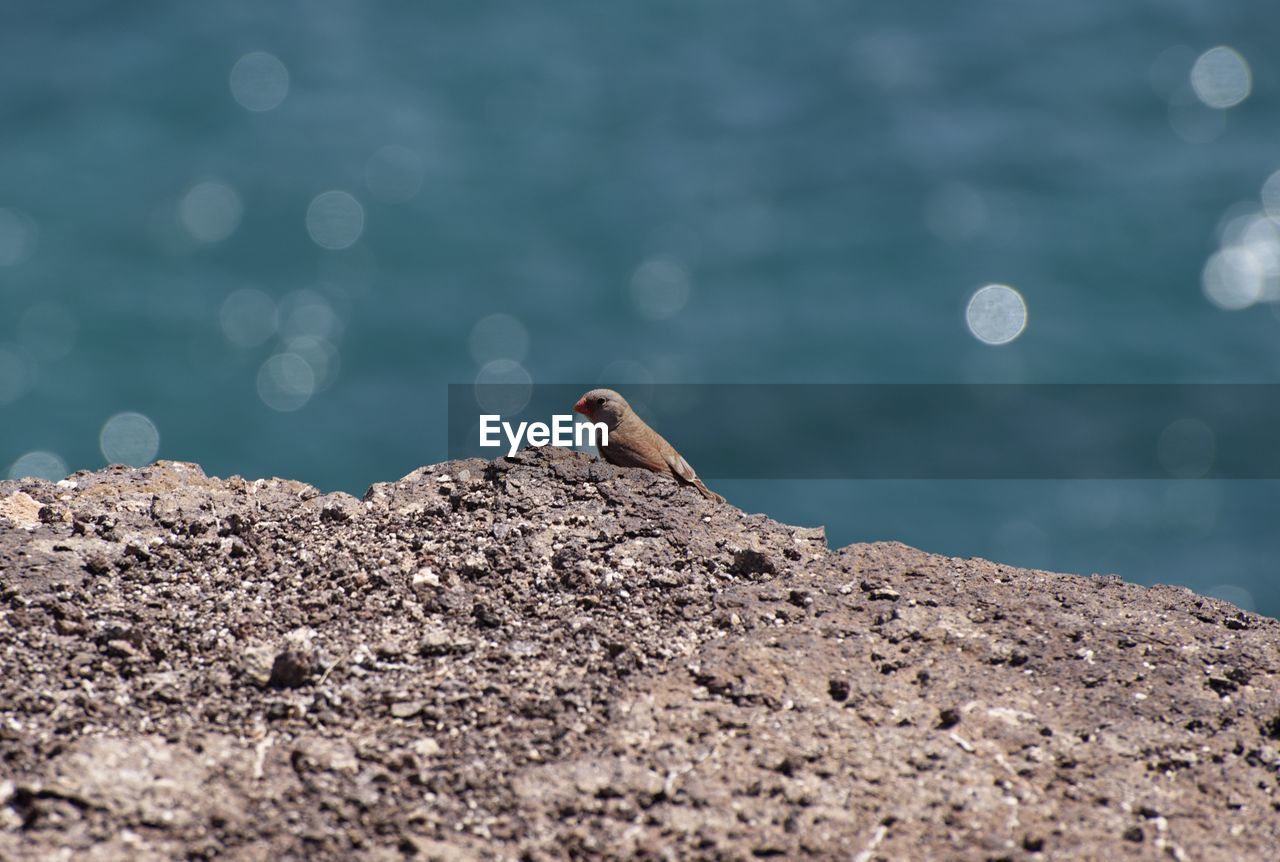 Close-up of bird perching on rock by sea