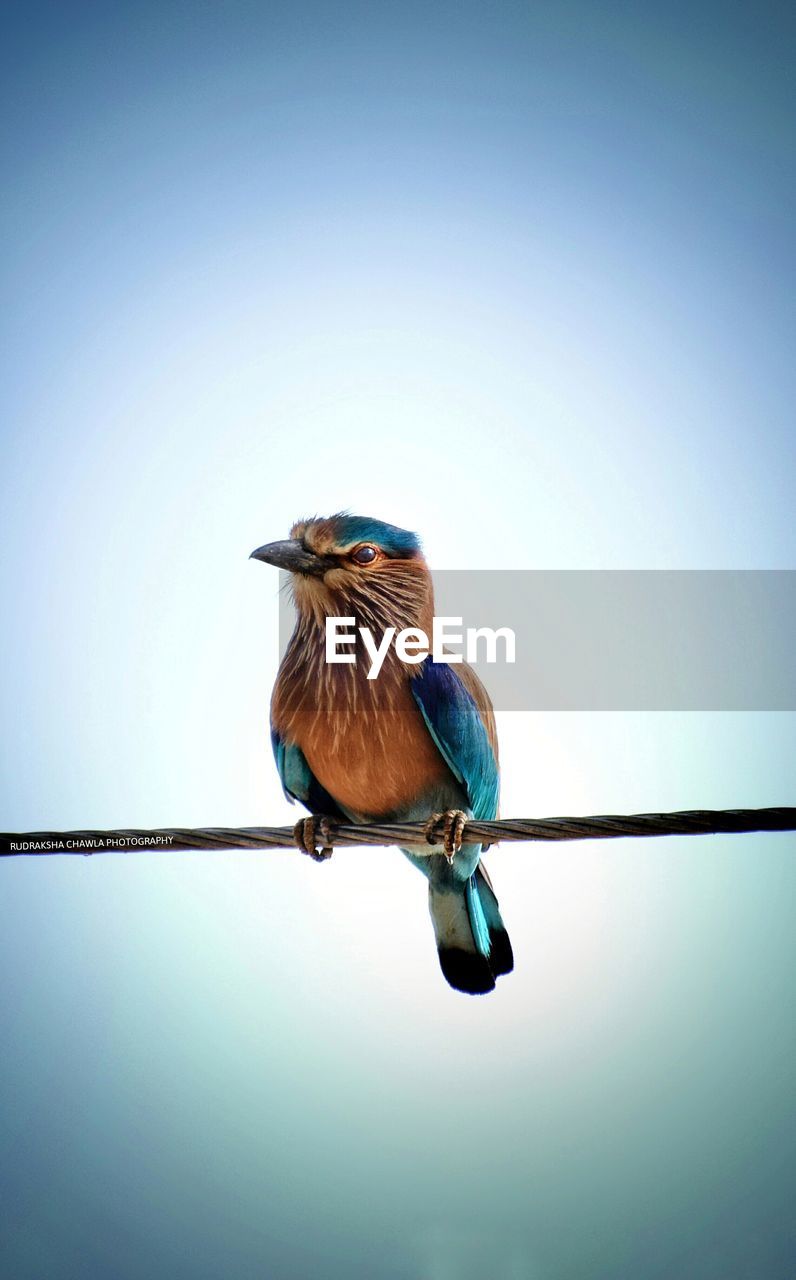 Close-up of bird perching on cable against clear sky