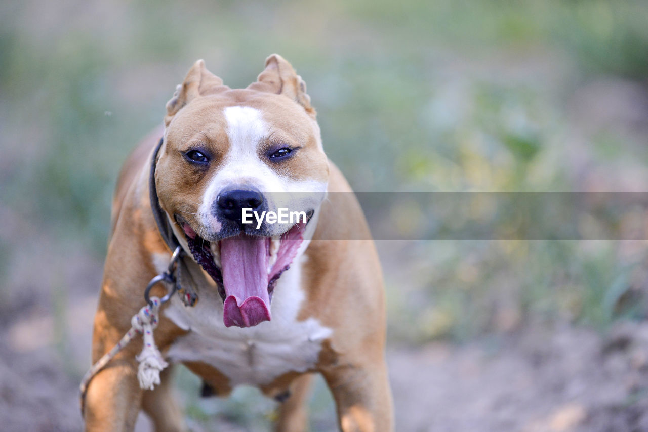 PORTRAIT OF DOG OUTDOORS