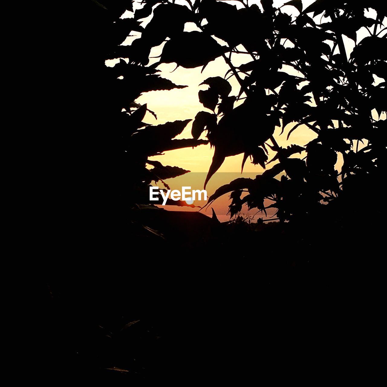 CLOSE-UP OF SILHOUETTE TREE AGAINST SUNSET SKY