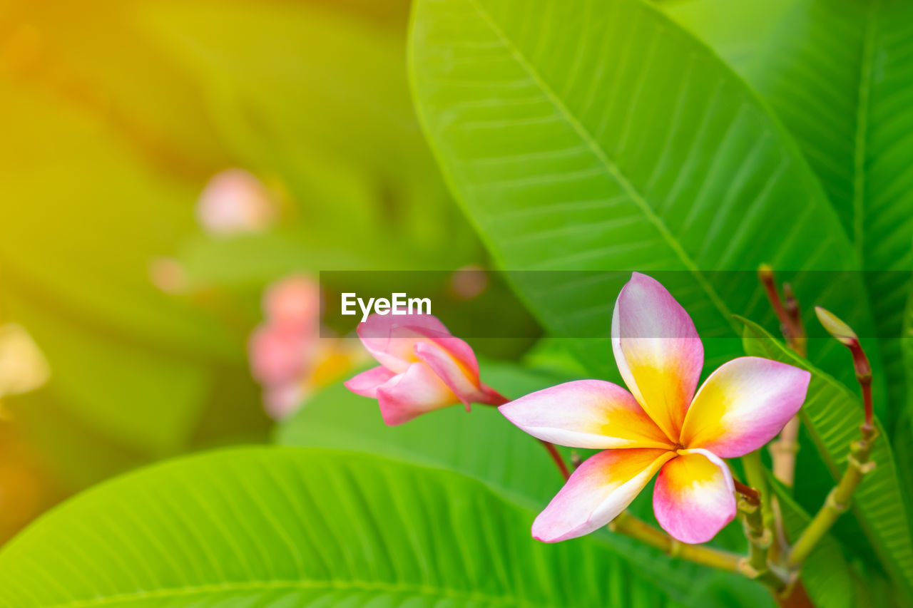 CLOSE-UP OF PINK FLOWERING PLANT