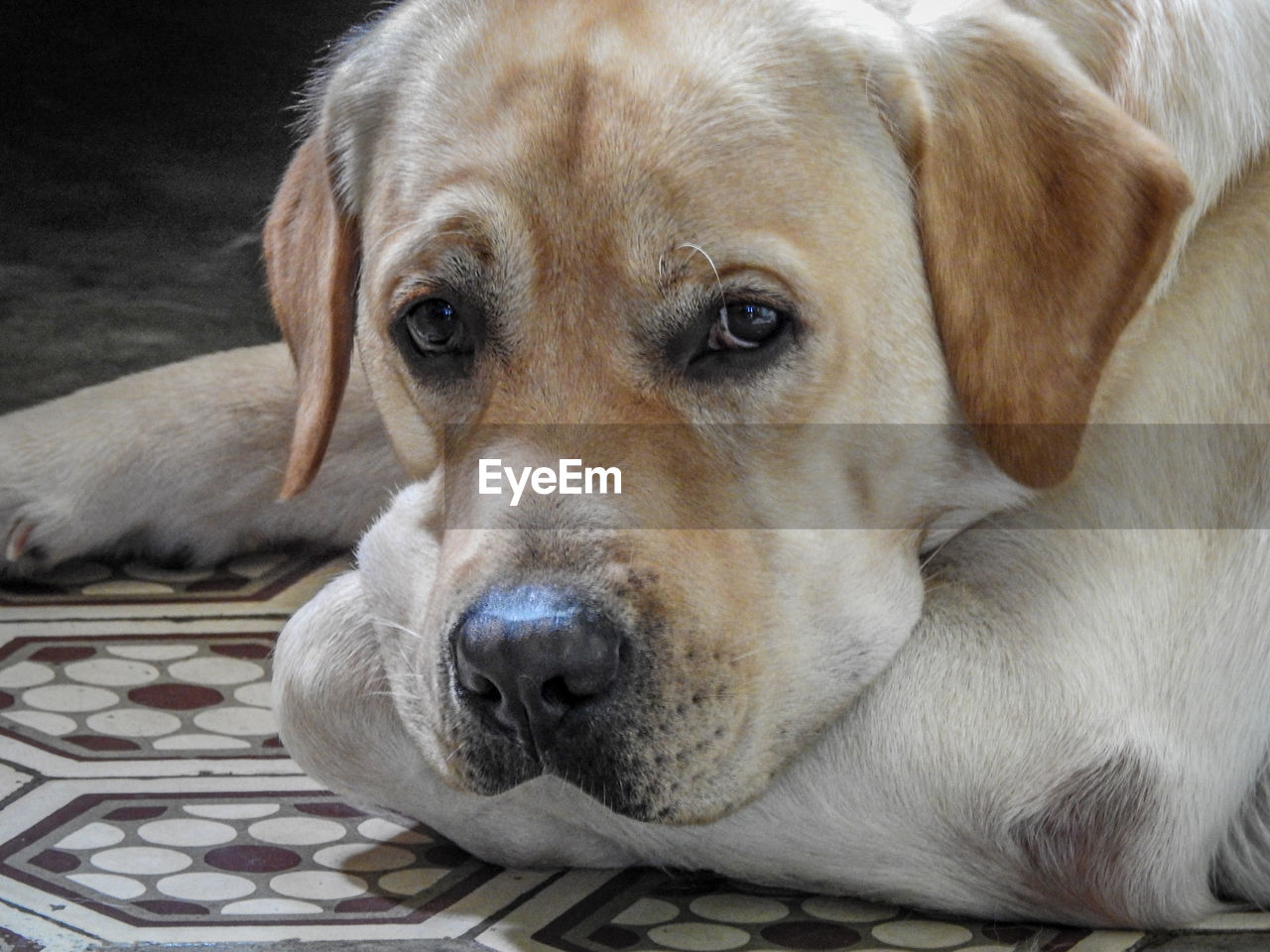 Close-up portrait of labrador retriever resting on floor