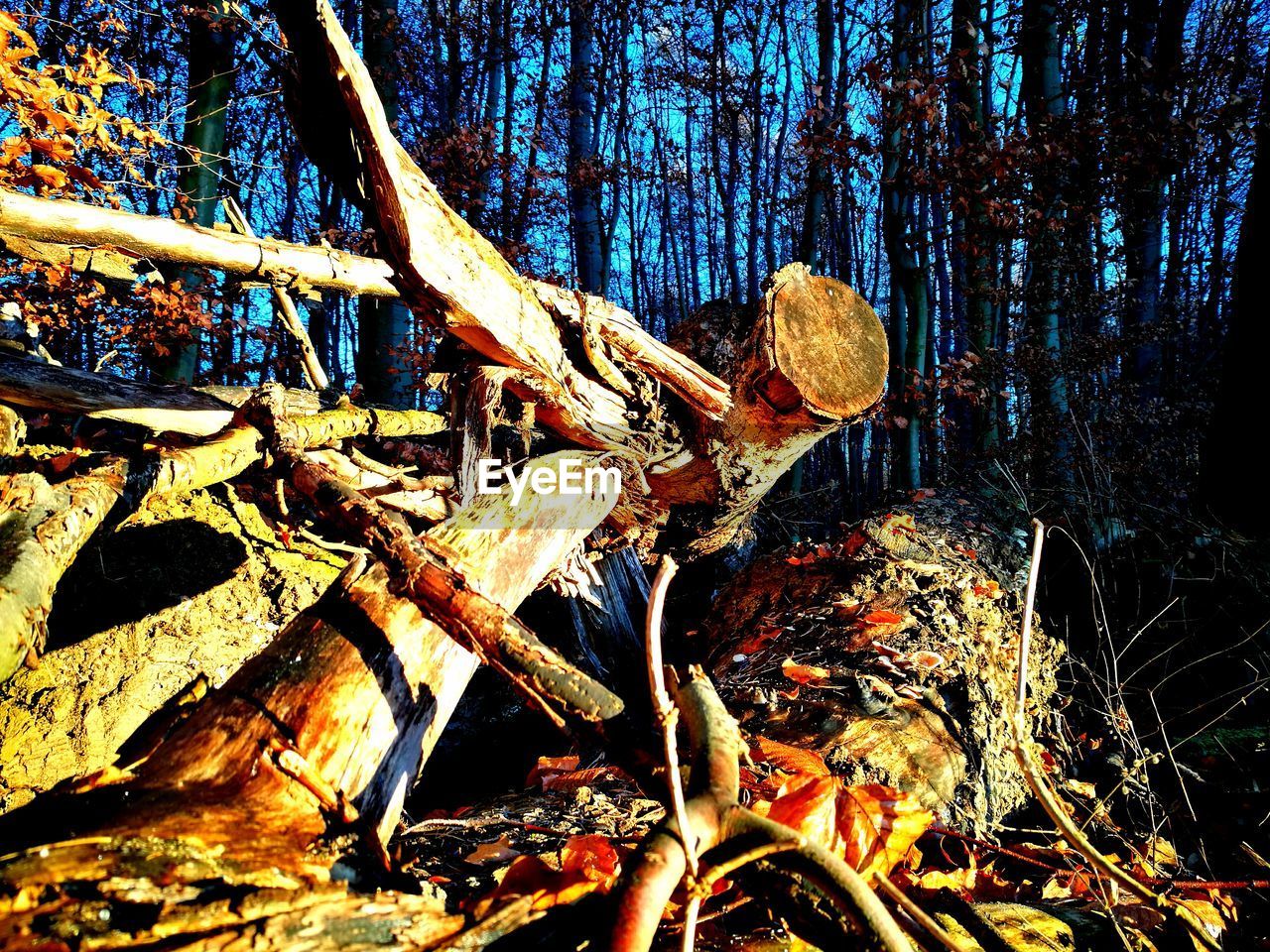 VIEW OF TREE TRUNK IN FOREST