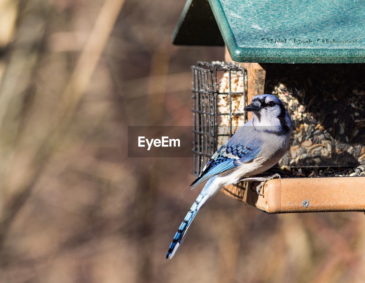 Bird perching on birdhouse