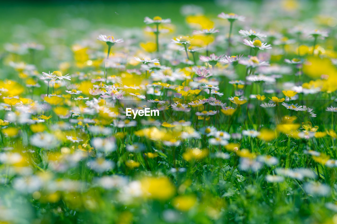 Close-up of flowers growing in grass