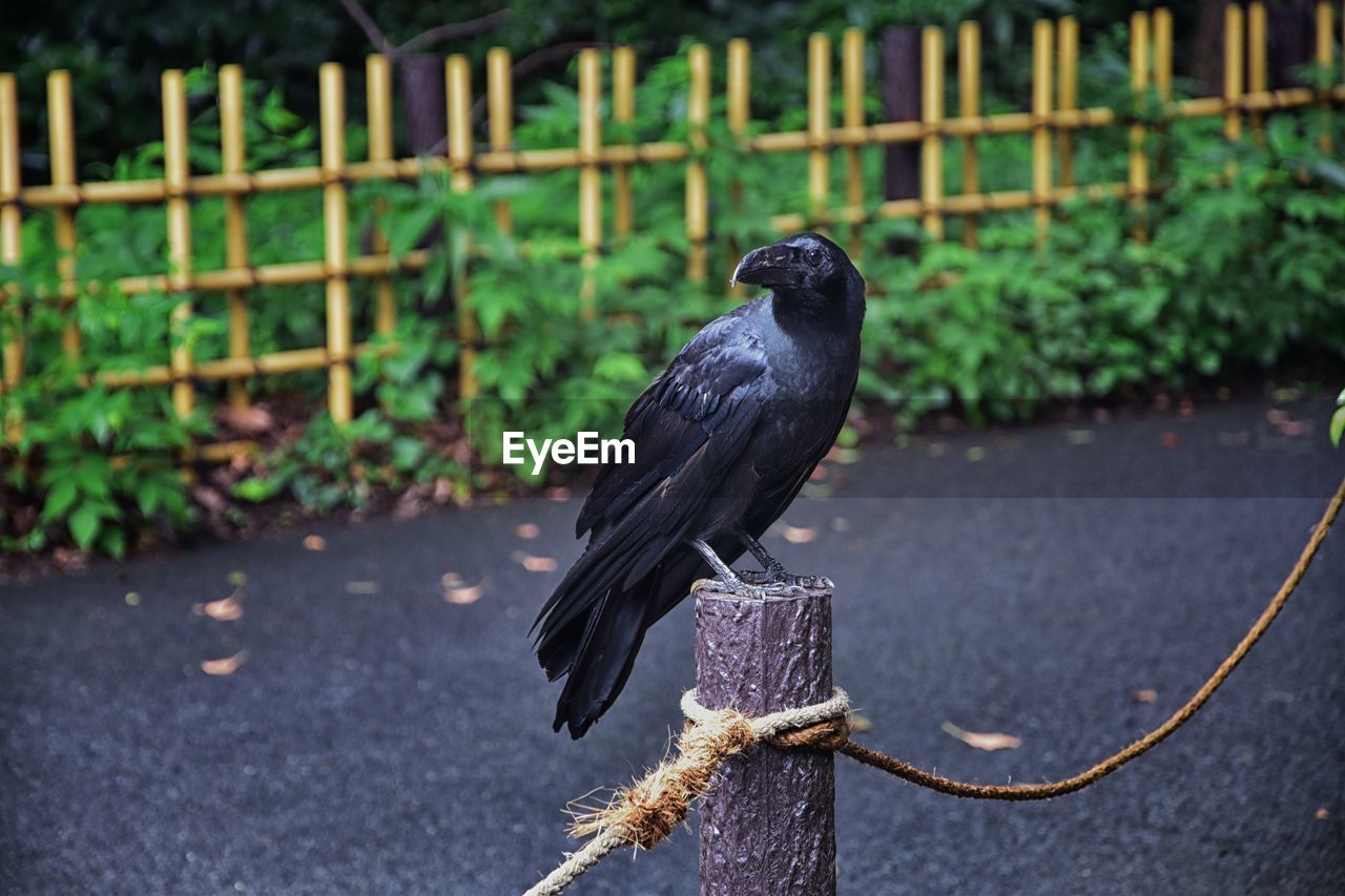 Raven corvus corax bird common beautiful  perched crow traditional japanese garden tokyo japan asia