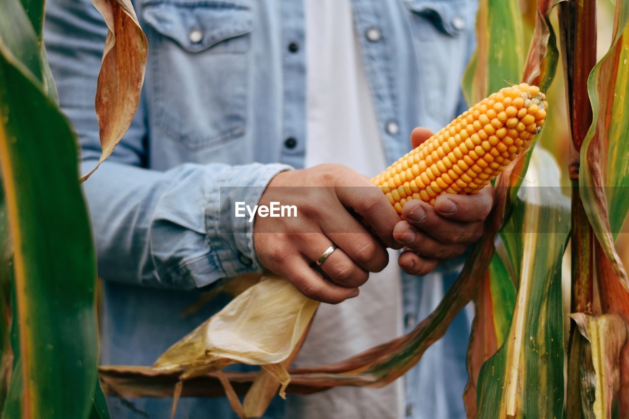 Midsection of man holding sweet corn