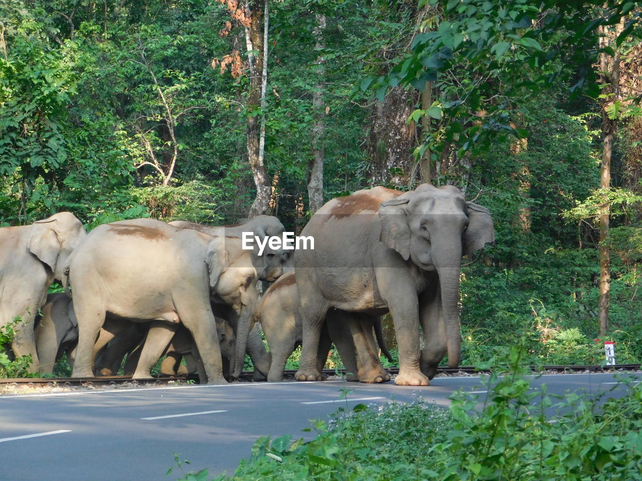 ELEPHANT WALKING IN THE ROAD