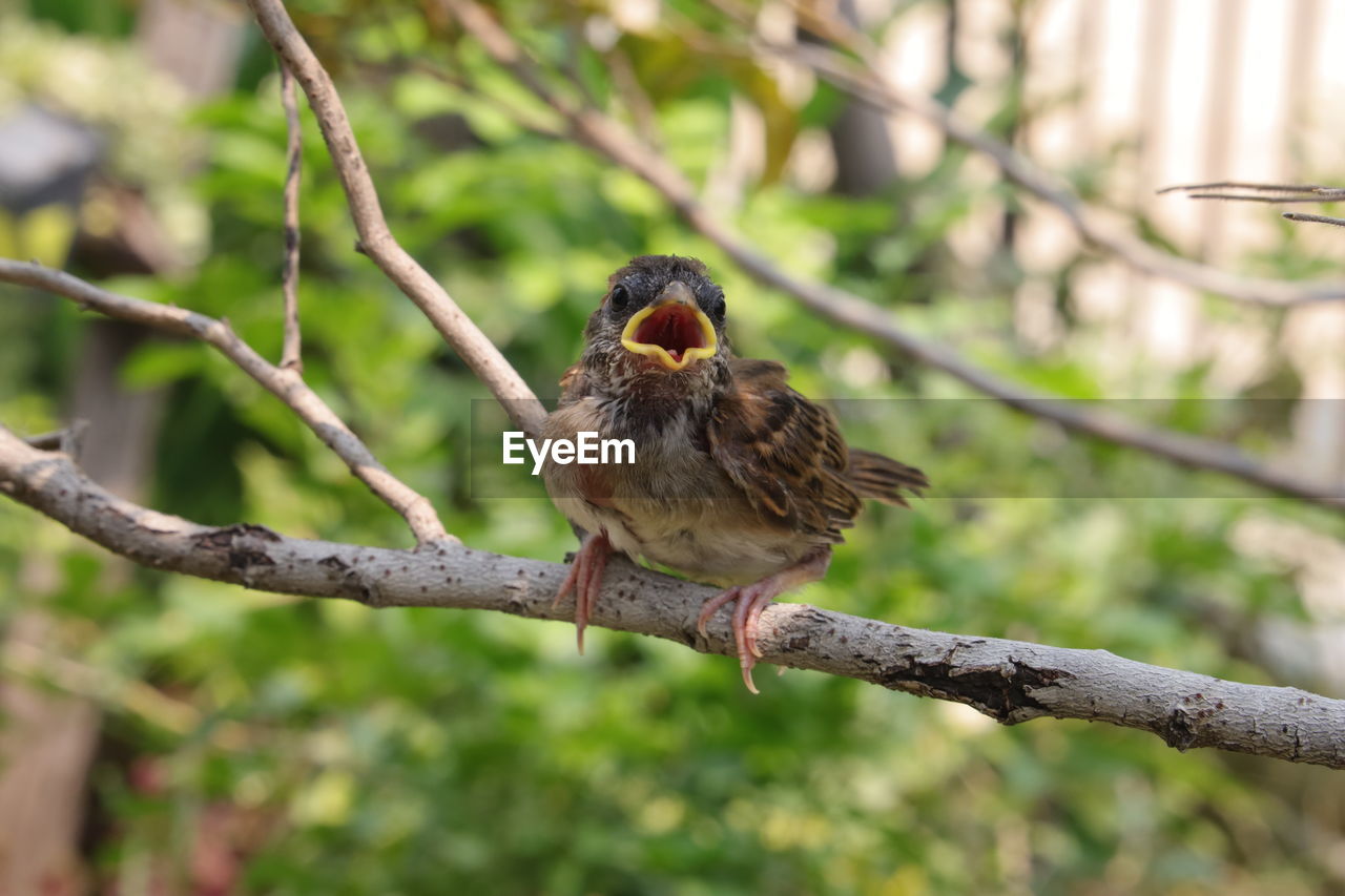 close-up of bird perching on tree