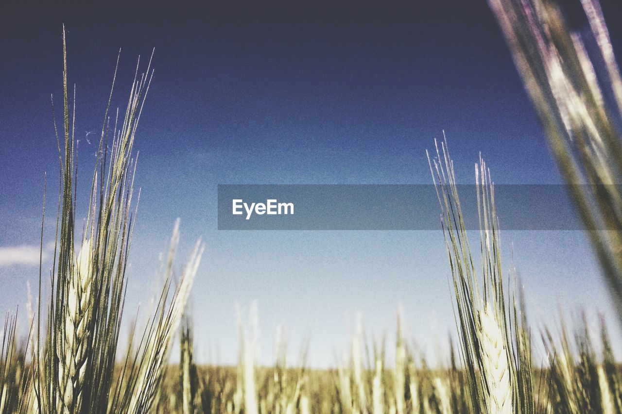 Close-up of stalks of wheat against clear blue sky