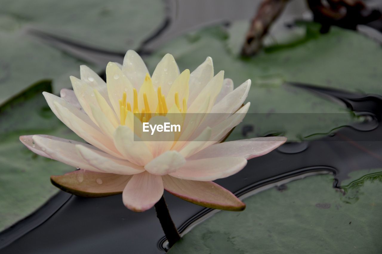 Close-up of lotus water lily in pond