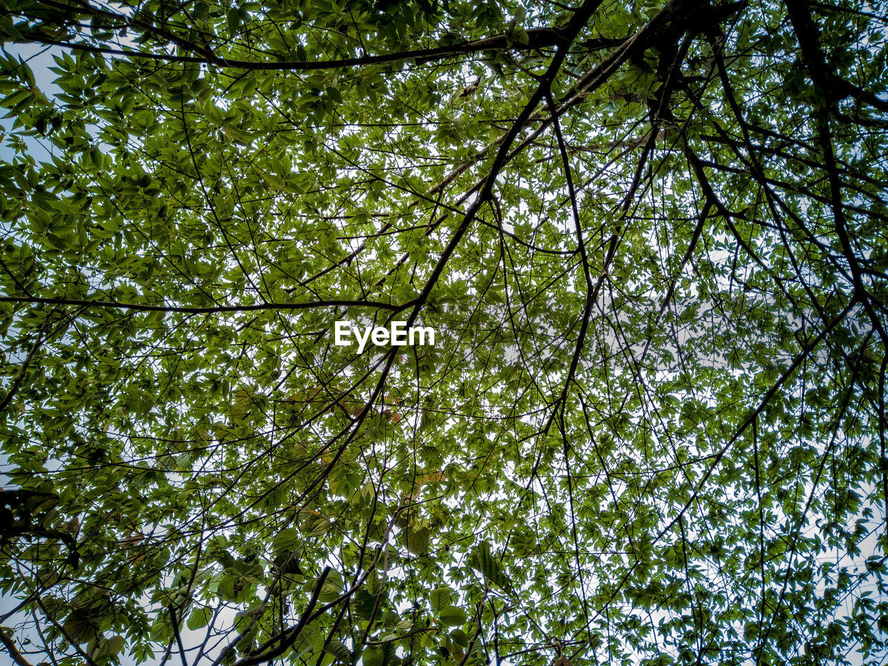 LOW ANGLE VIEW OF BAMBOO TREES AGAINST SKY