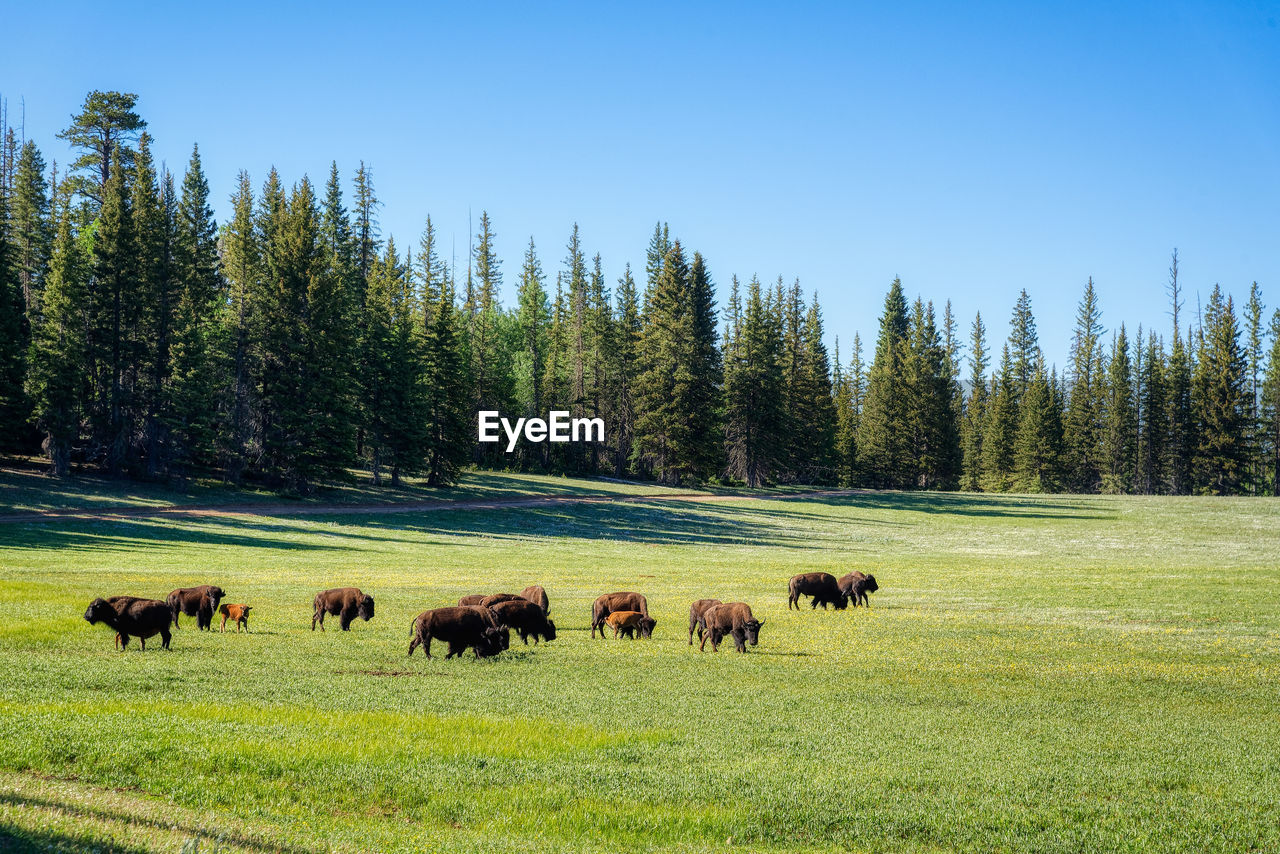 SHEEP GRAZING IN A FIELD