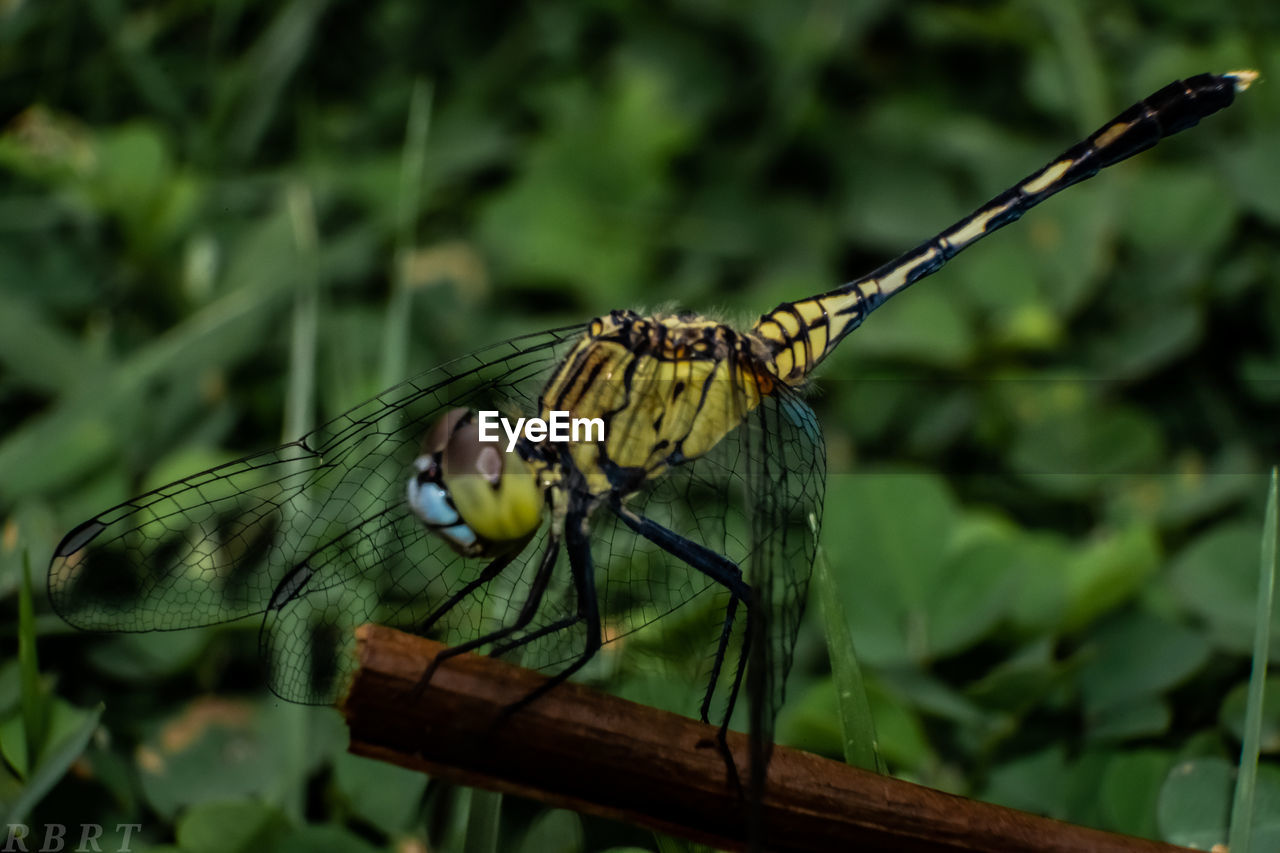 CLOSE-UP OF BUTTERFLY PERCHING ON LEAF