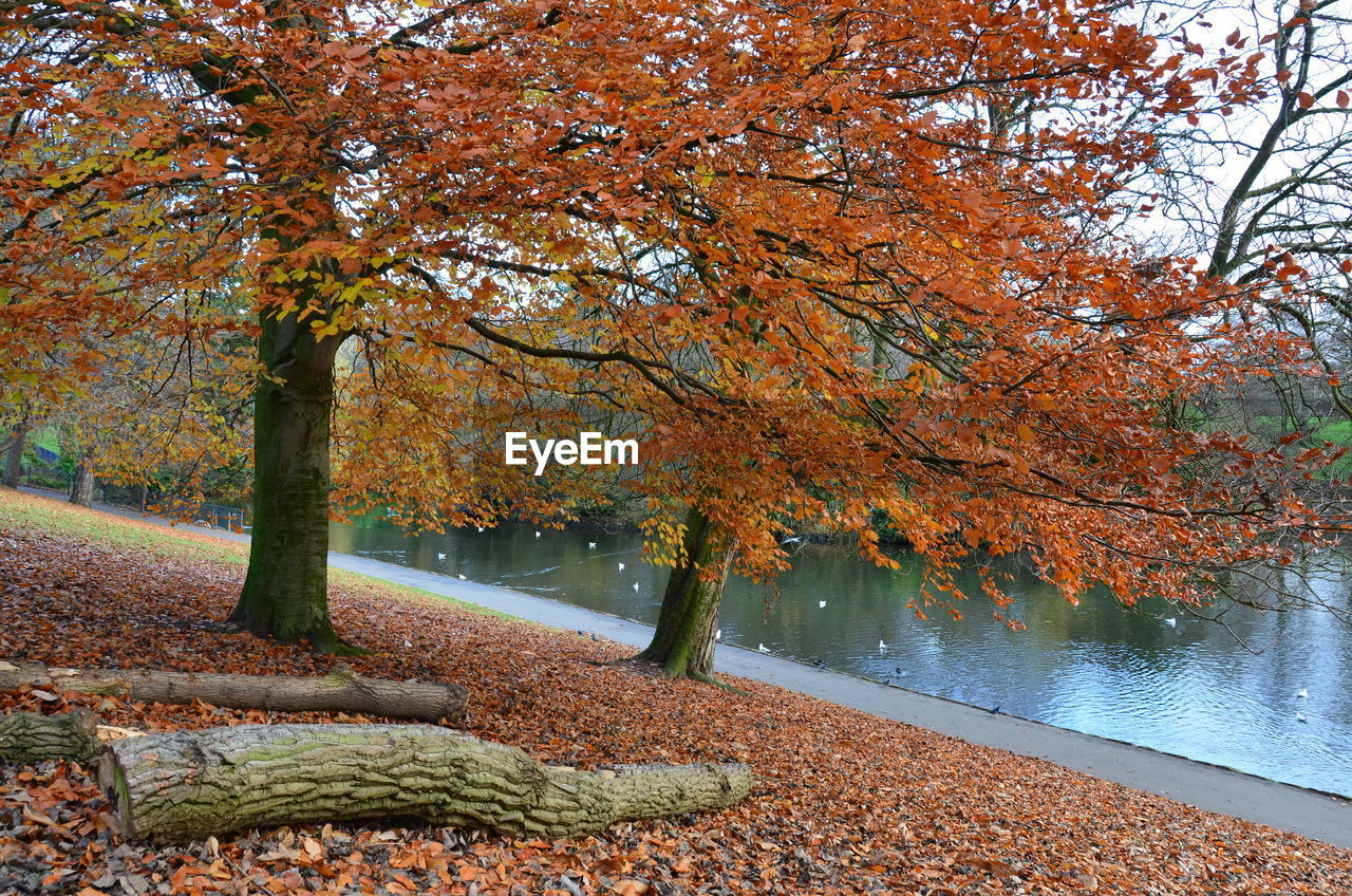 SUNLIGHT FALLING ON AUTUMN LEAVES IN LAKE