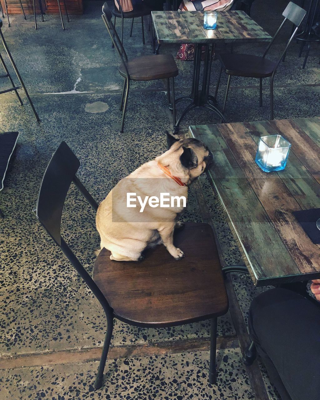 HIGH ANGLE VIEW OF DOG SITTING ON TABLE AT CAFE