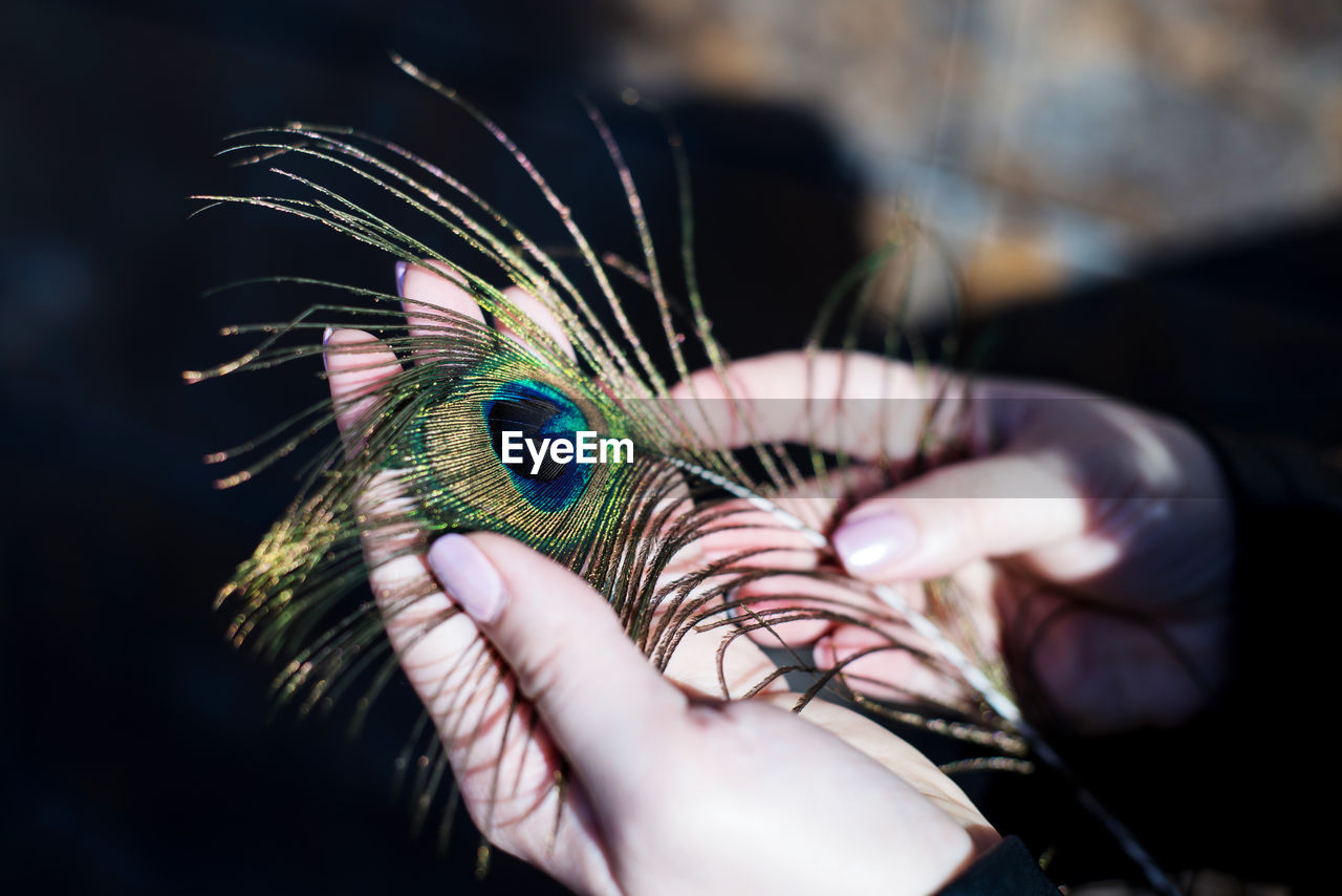 Close-up of woman hands holding peacock feather outdoors