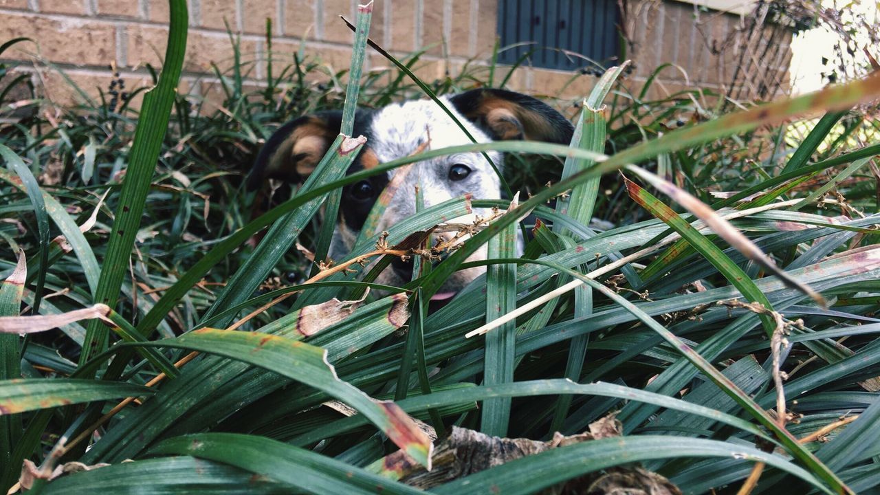 PLANTS ON GRASS