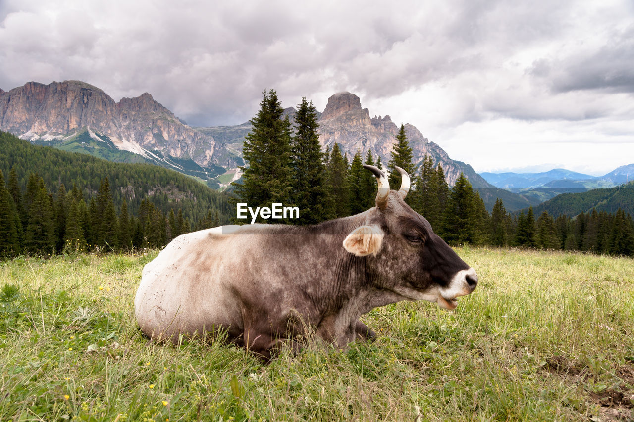 Cow lying down in a mountain meadow