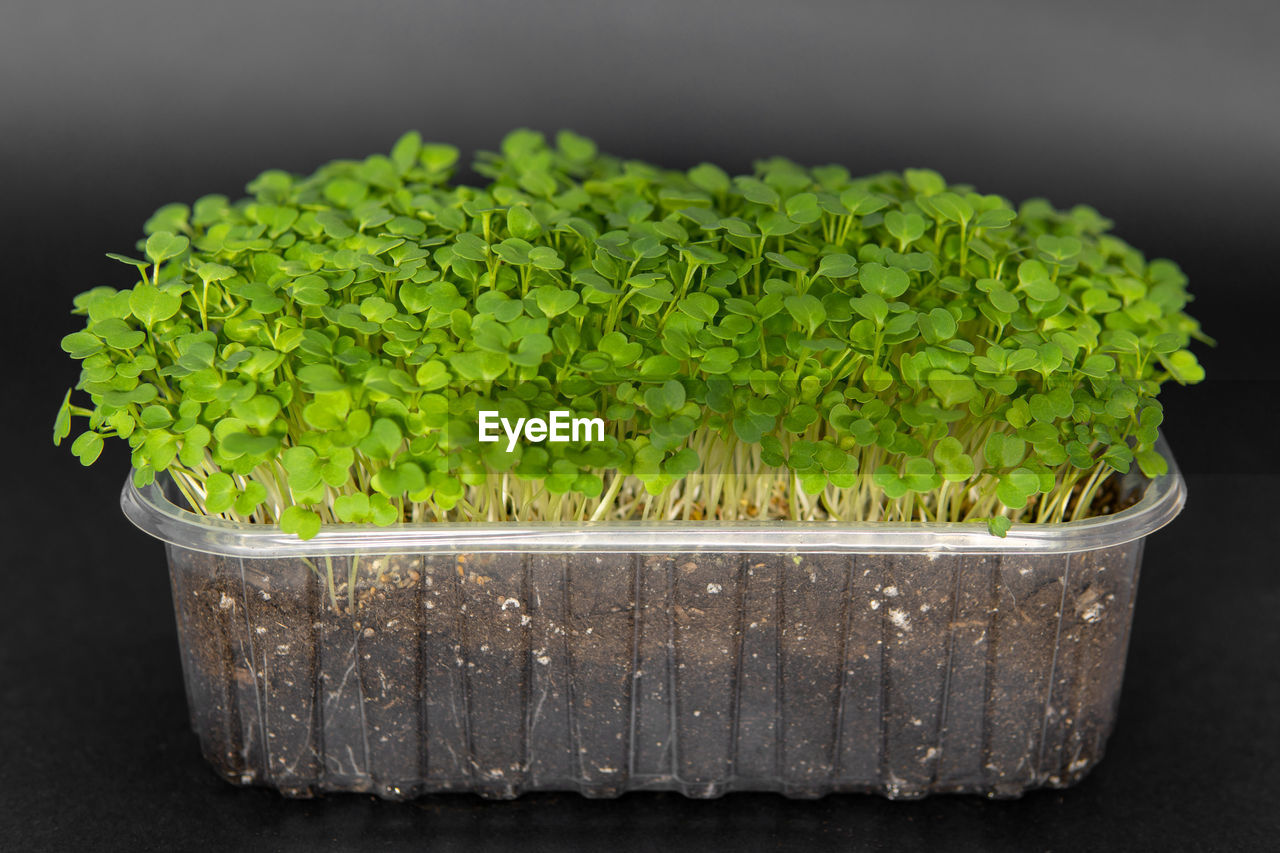 green, food, plant, food and drink, freshness, healthy eating, vegetable, studio shot, wellbeing, indoors, leaf, no people, soil, produce, growth, nature, flower, flowerpot, container, organic, grass, close-up, black background, herb, agriculture, raw food, plant part, ingredient