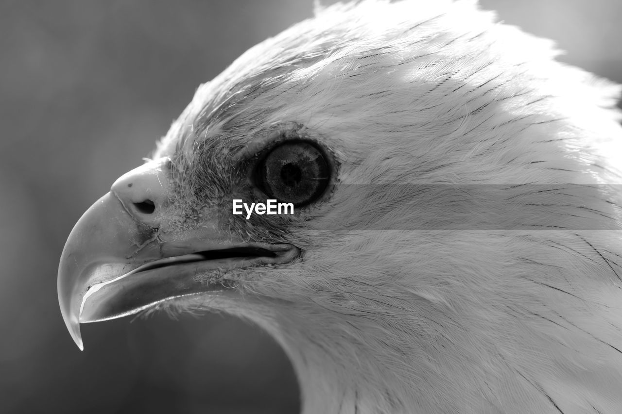 Side view of kite bird