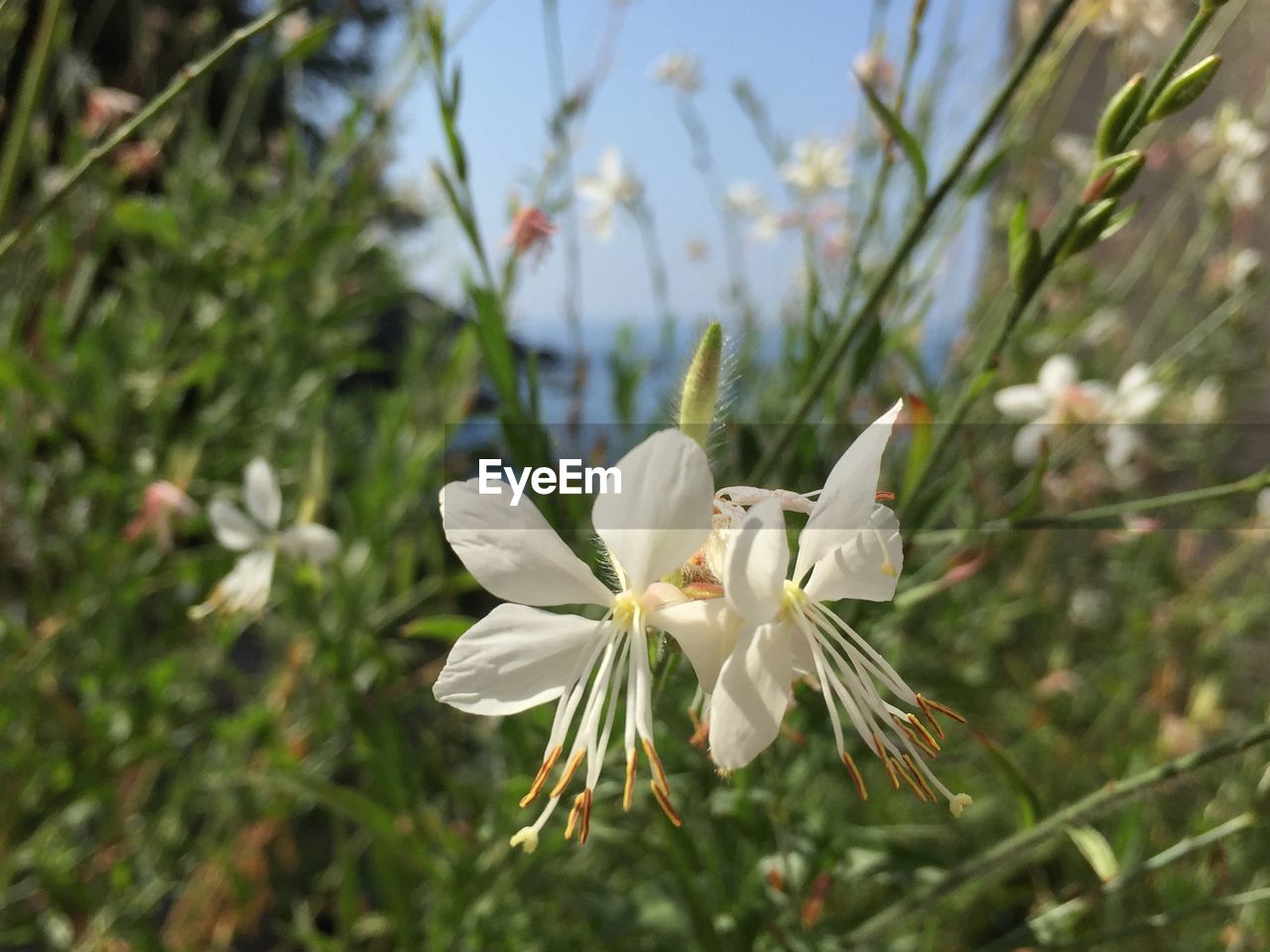 CLOSE-UP OF WHITE FLOWERS