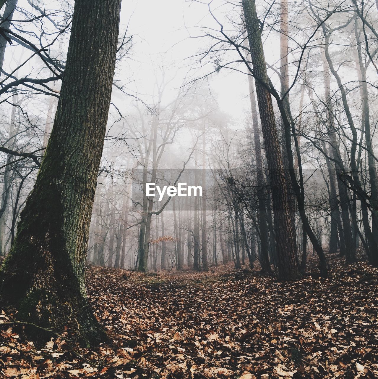 Bare trees in forest during foggy weather