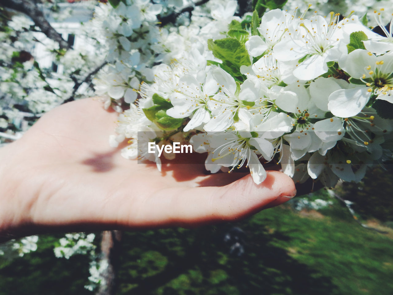 Cropped hand touching white flowers