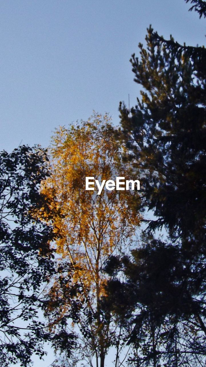 LOW ANGLE VIEW OF TREES AGAINST CLEAR SKY