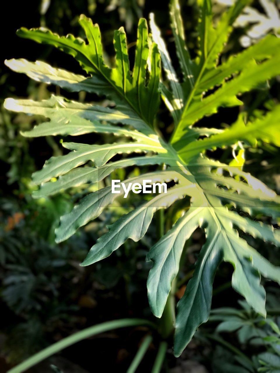 CLOSE-UP OF PLANTS