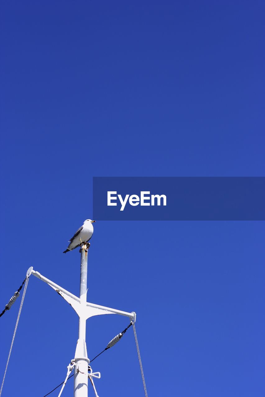 LOW ANGLE VIEW OF BIRD PERCHING ON WIND TURBINE AGAINST CLEAR BLUE SKY
