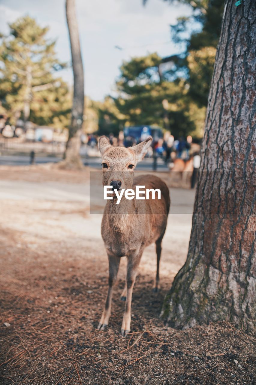 PORTRAIT OF DEER STANDING ON GROUND