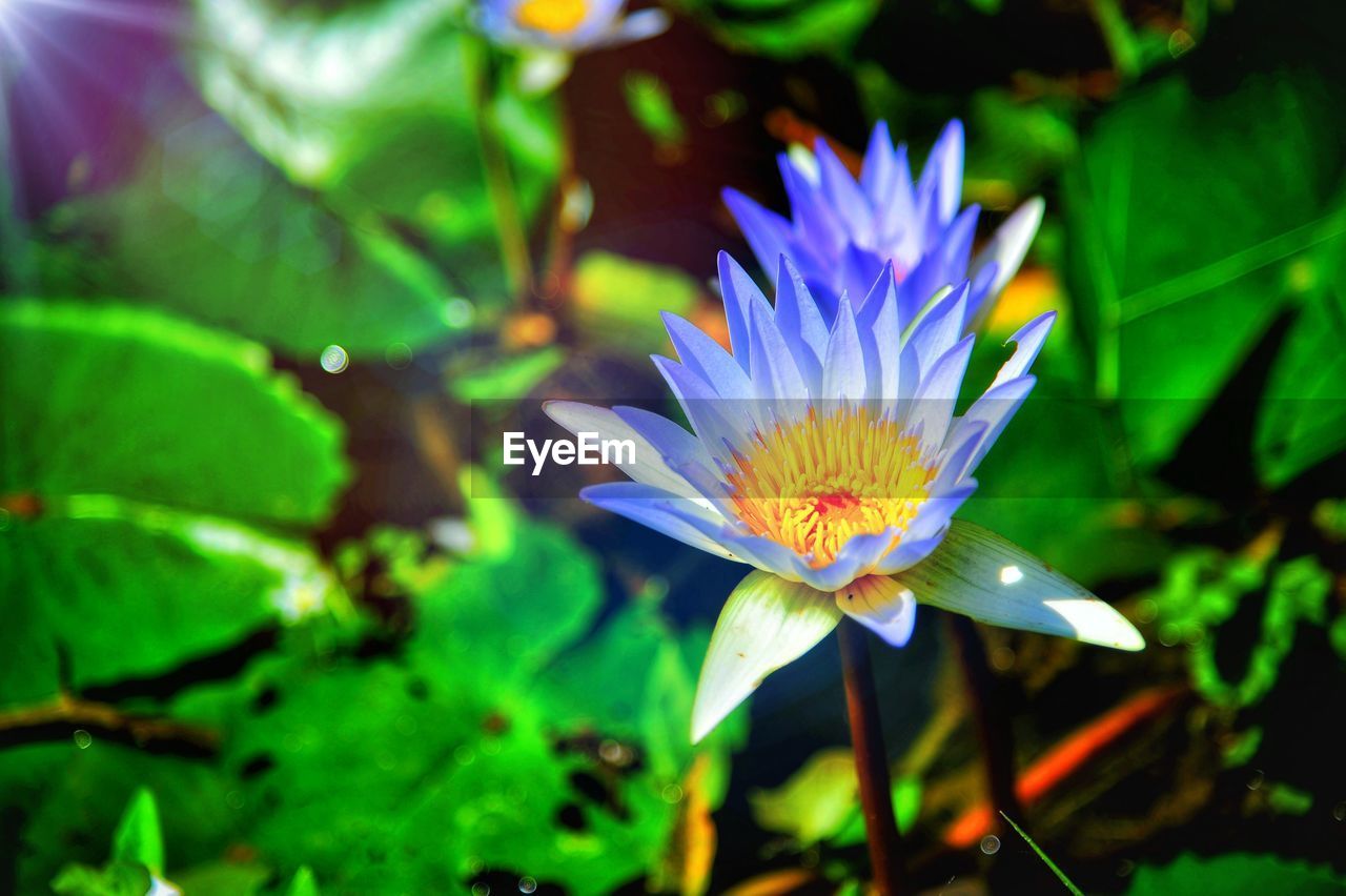 CLOSE-UP OF PURPLE FLOWER