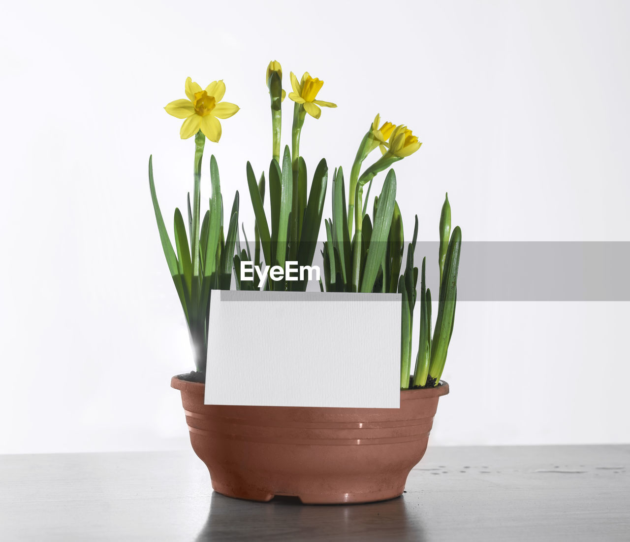 plant, flowerpot, flower, flowering plant, nature, indoors, houseplant, floristry, freshness, no people, vase, growth, studio shot, yellow, beauty in nature, bunch of flowers, ikebana, green, table, flower head, white background, floral design, potted plant, fragility, copy space, container, plant part, still life, leaf