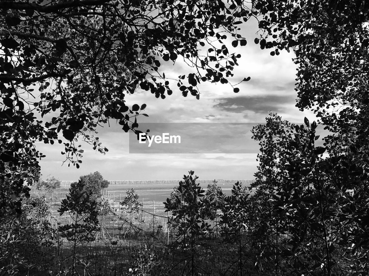 LOW ANGLE VIEW OF TREES AGAINST CLOUDS