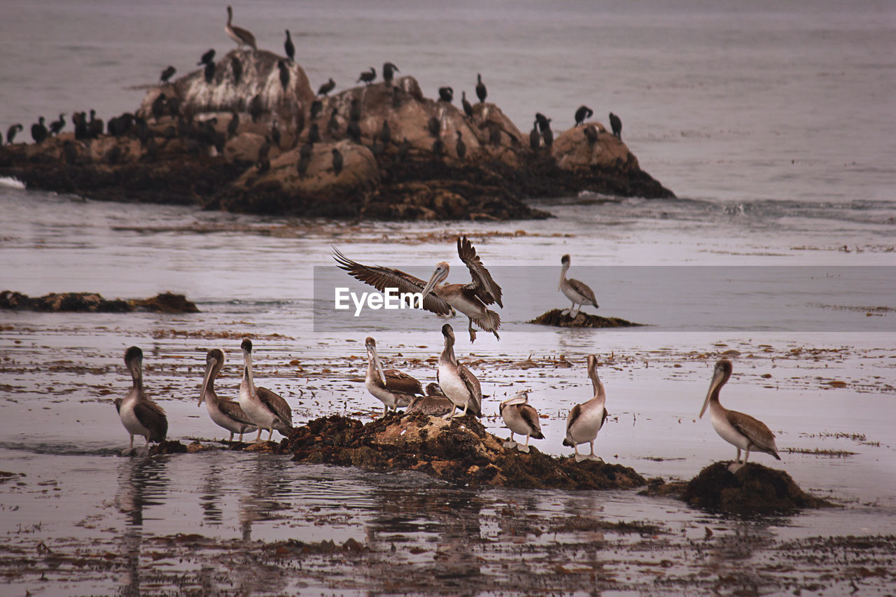 Flock of birds on beach