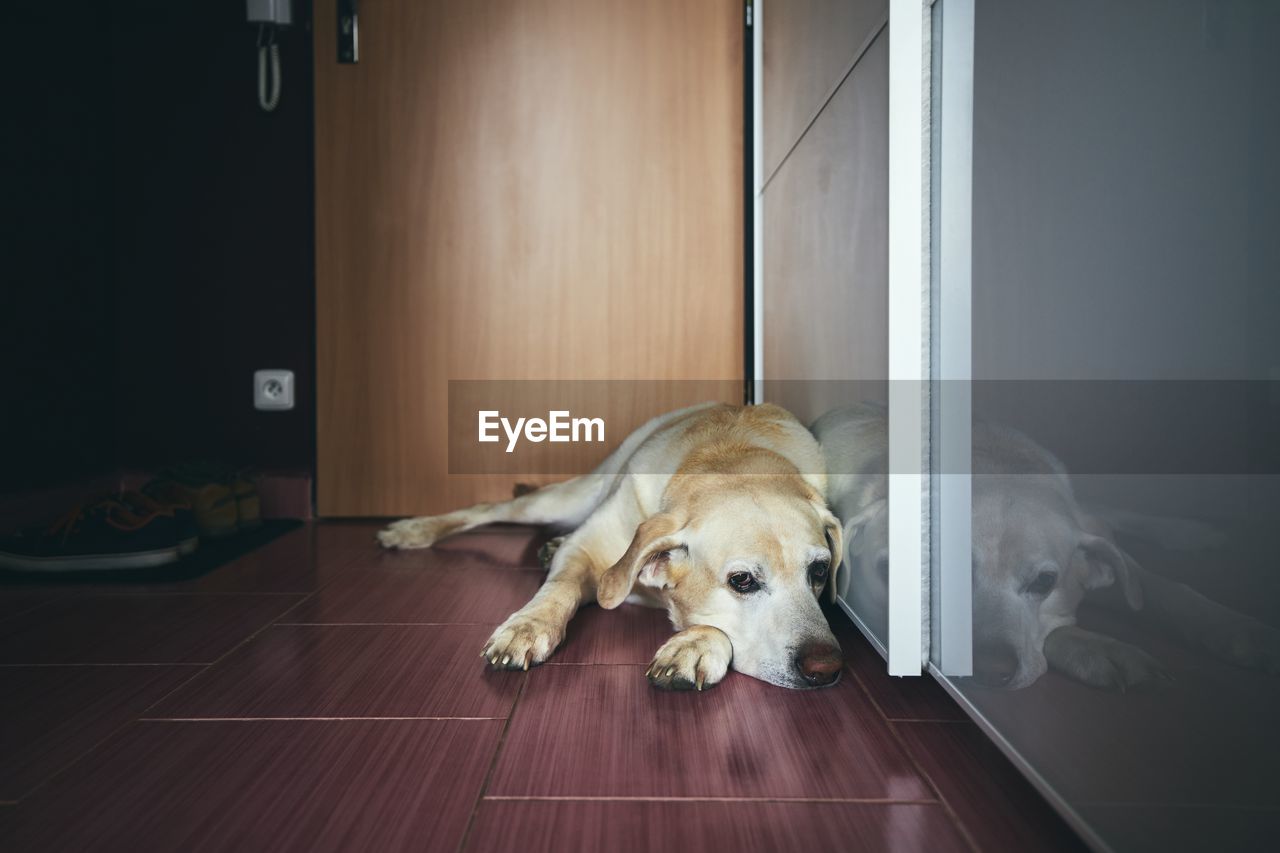 DOG LYING ON FLOOR AT HOME