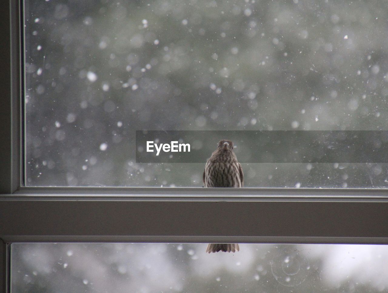 View of female cardinal perching on window